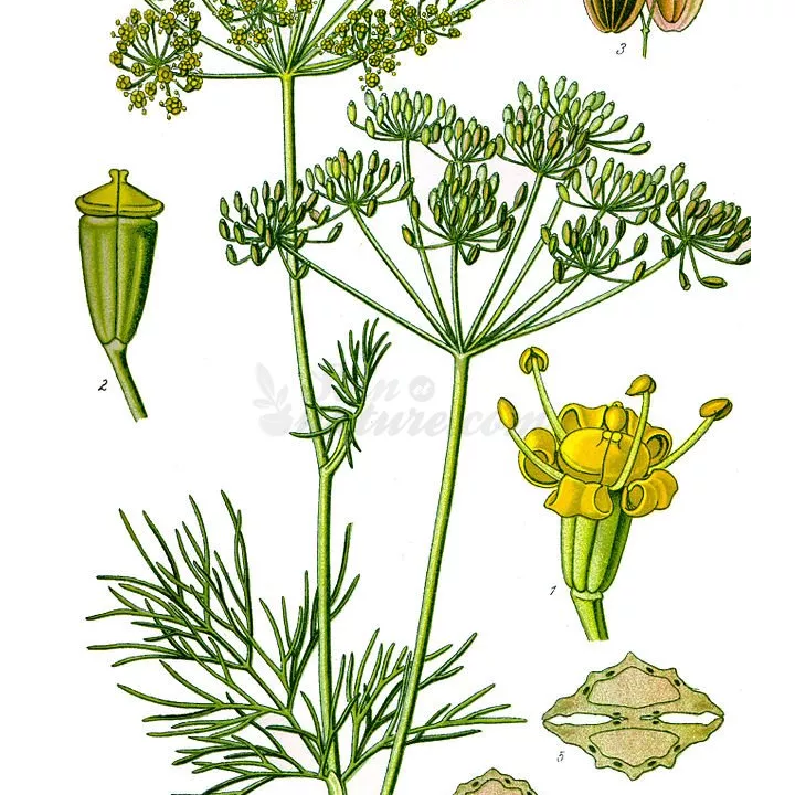 Aneth Semence entière Iphym Herboristerie Anethum graveolens L.