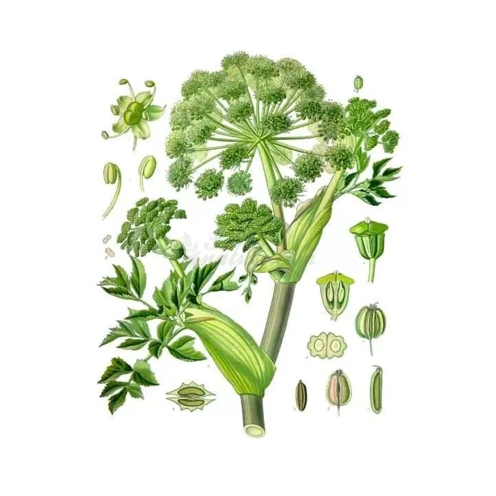 Angélique Fruit entier Iphym Herboristerie Angelica archangelica