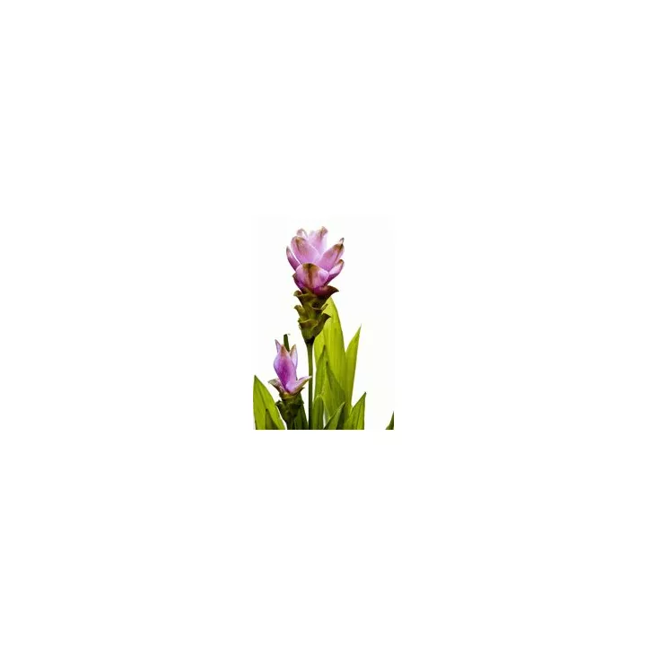 EPS Curcuma Pileje Phytostandard extrait liquide