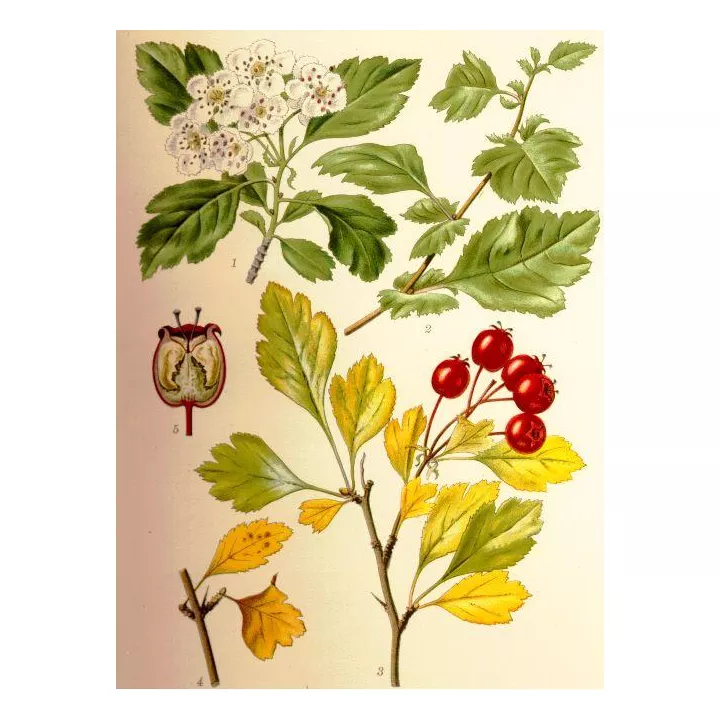 Aubépine Fleur Entière Herboristerie Crataegus oxyacanta L.